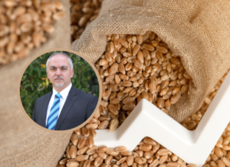 2024 Tarım Görünümü: Küresel Pazar Dinamiklerinde Buğday, Mısır, Pirinç ve Soya Fasulyesi
