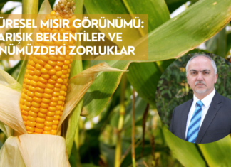 Küresel Mısır Görünümü: Karışık beklentiler ve önümüzdeki zorluklar